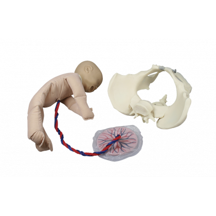 Modèle de démonstration pelvis féminin avec fœtus et placenta