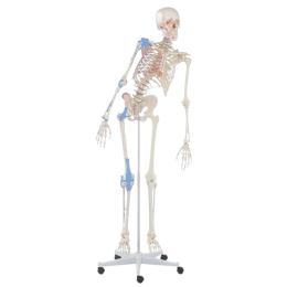 Squelette humain Max mobile avec marquage des muscles et ligaments