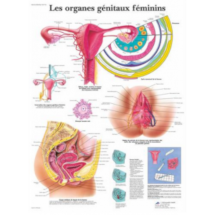 Posters et planches d'anatomie gynécologique